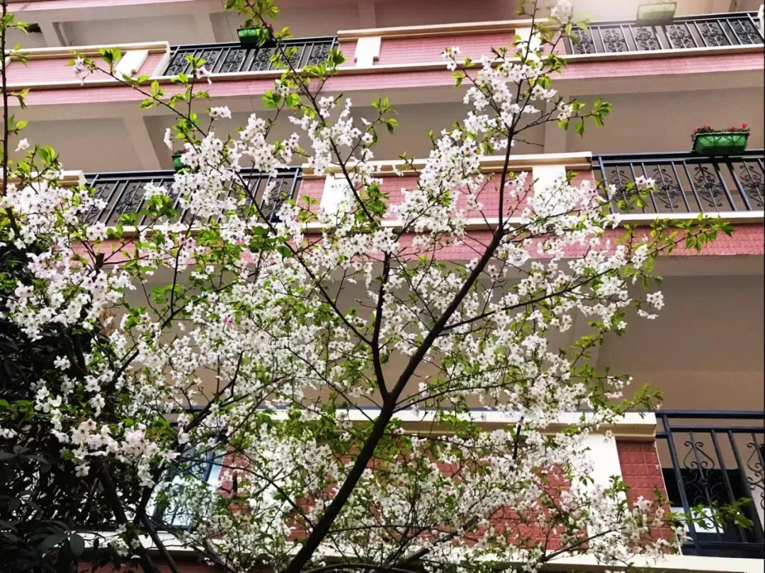 建业外国语中学——春（樱）